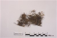 藏品(雙燈苔屬 )的圖片